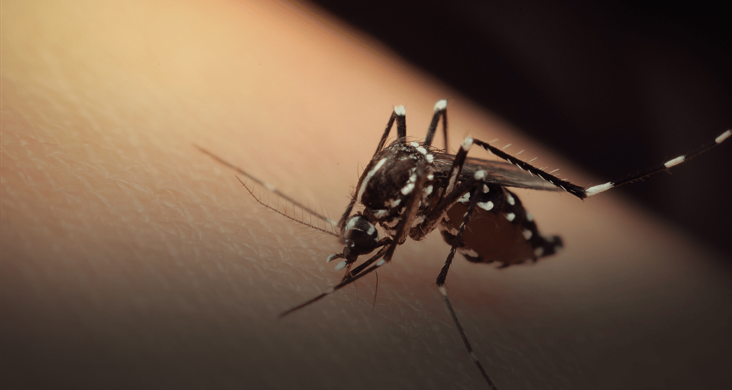 Zika Virus